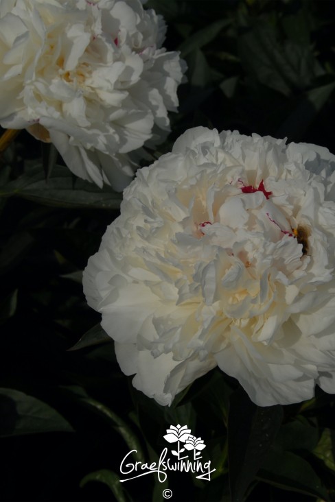 Pioen 'Marie Lemoine'