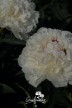 Pfingstrose 'Marie Lemoine'