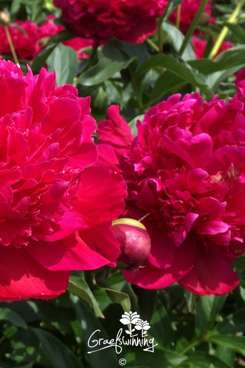 Pivoine 'Inspecteur Lavergne'