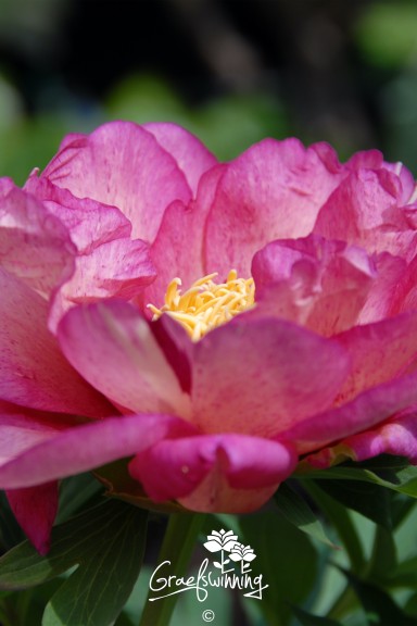 Pivoine 'Hillary'