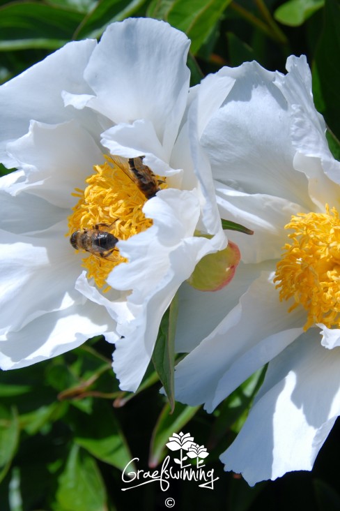 Pioen 'Krinkled White'