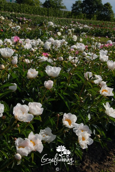 Peony 'Krinkled White'