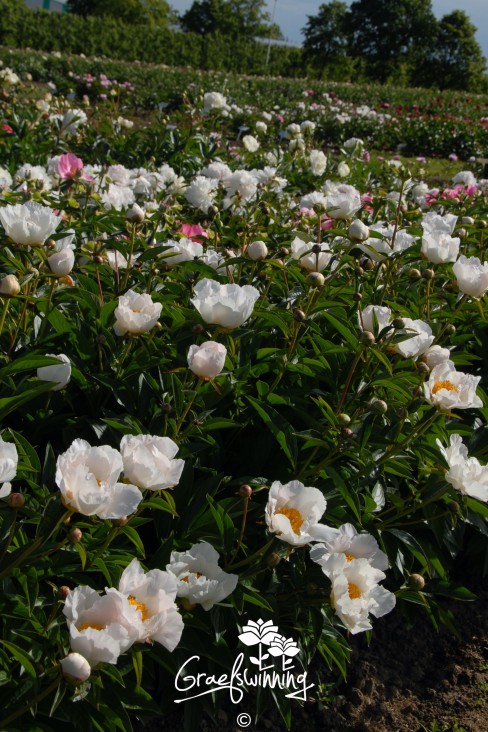 Pfingstrose 'Krinkled White'