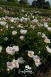 Pfingstrose 'Krinkled White'