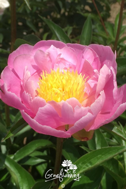 Peony Nippon Gold