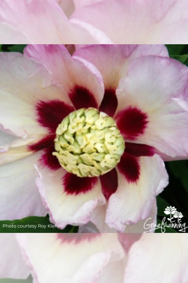 Pivoine 'Pastel Splendor'