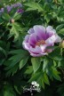 Pfingstrose 'Norwegian Blush'