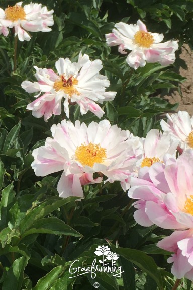 Peony 'Little Medicine Man'