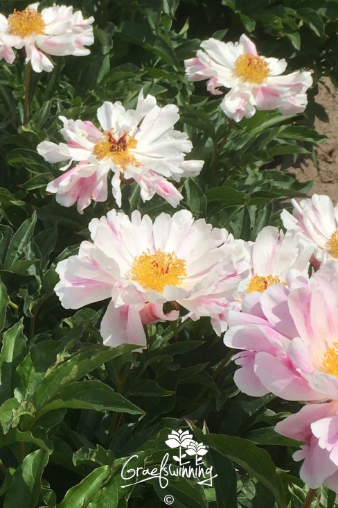 Peony 'Little Medicine Man'