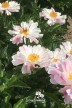 Peony 'Little Medicine Man'