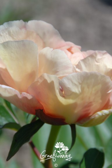 Peony 'Canary Brilliants'