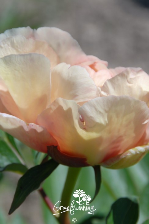 Peony 'Canary Brilliants'
