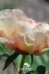 Pivoine 'Canary Brilliants'