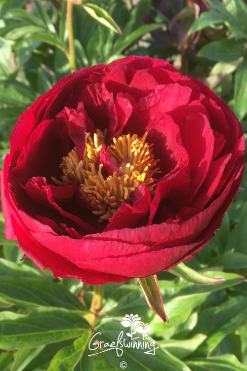 Pivoine 'Rosedale'