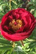 Peony 'Rosedale'