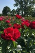 Peony 'Postillon'