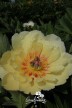 Pioen 'Border Charm'