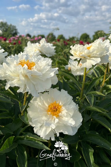 Peony 'Petite Porcelain'