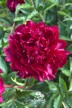 Peony 'Maestro'