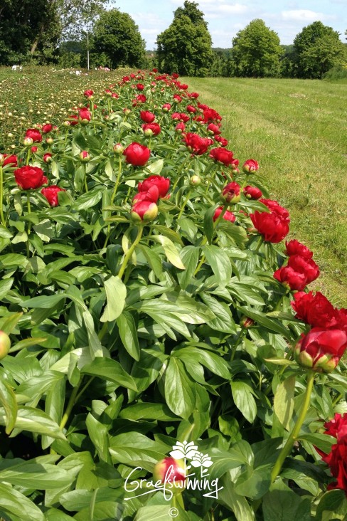 Pivoine 'Red Red Rose'