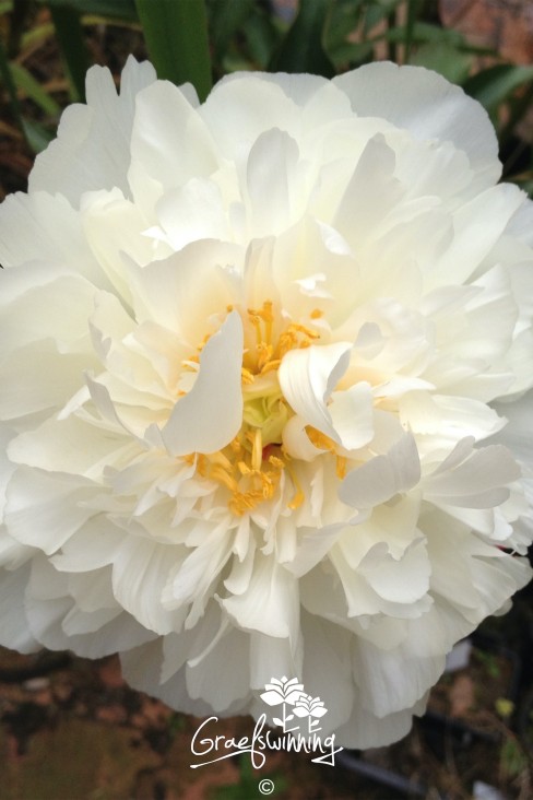 Peony 'Kelway's Glorious'