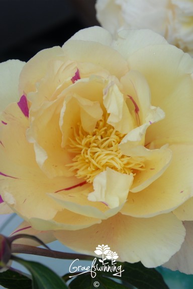 Pfingstrose 'Lemon Dream'