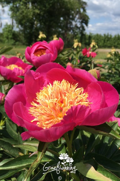 Pfingstrose 'Mary Elizabeth'