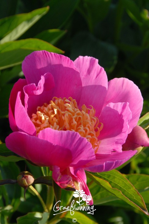 Pfingstrose 'Mary Elizabeth'