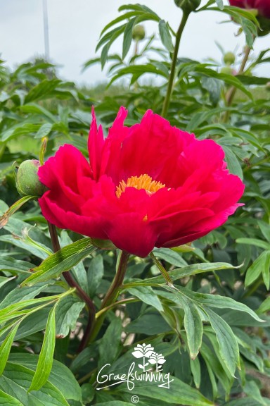 Peony 'Coral Fay'