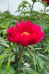 Peony 'Coral Fay'
