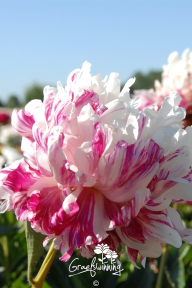 Peony 'Candy Stripe'