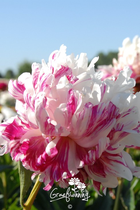 Pfingstrose 'Candy Stripe'