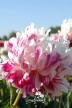Pioen 'Candy Stripe'