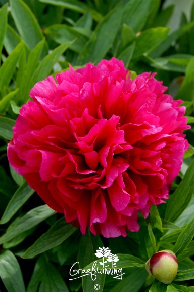 Pfingstrose 'Rubra Plena'