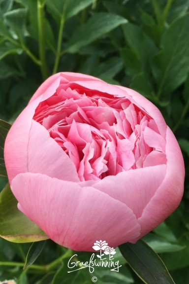 Peony 'Etched Salmon'