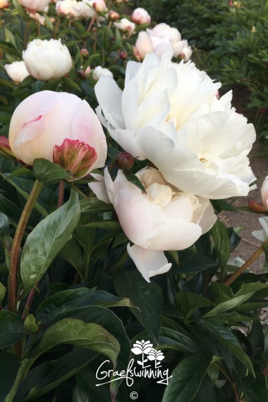 Peony 'Gardenia'