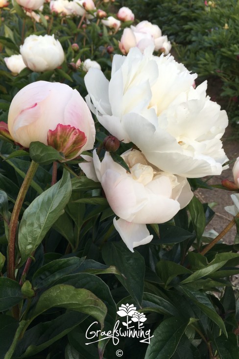 Pivoine 'Gardenia'