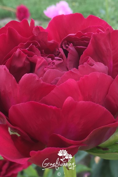 Pfingstrose 'Old Faithful'