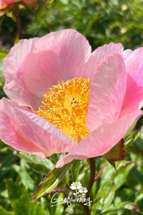 Pioen 'Roselette'