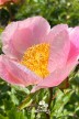 Peony 'Roselette'