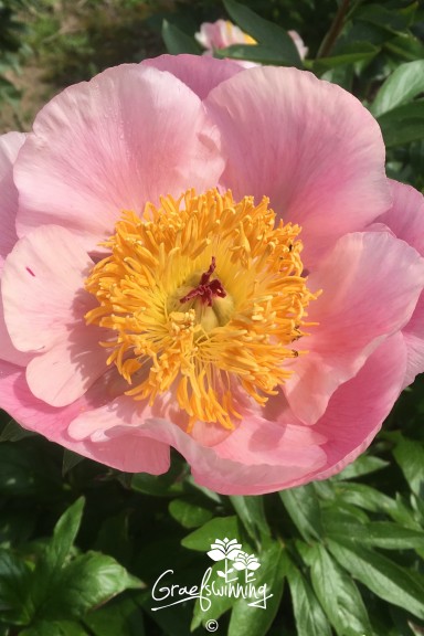 Peony 'Roselette'