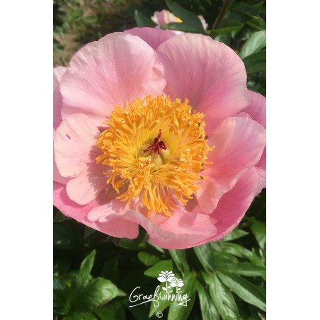 Pfingstrose 'Roselette'