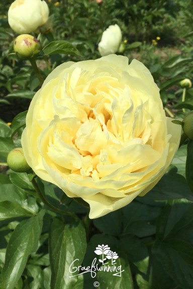 Peony 'Lemon Chiffon'