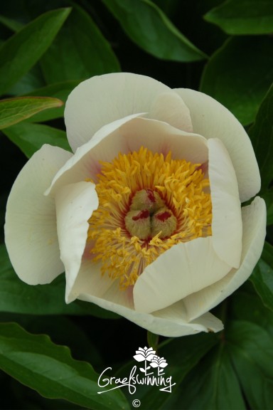 Peony 'Dawn Glow'