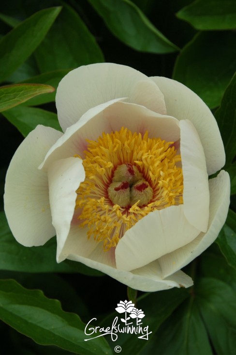 Peony 'Dawn Glow'