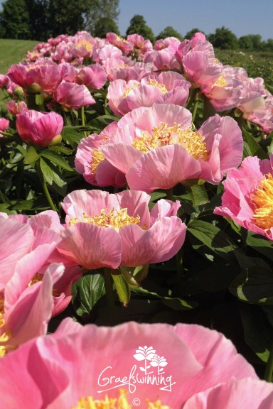 Peony 'Pageant'