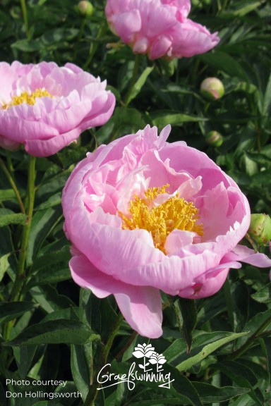 Peony 'Bernice Carr'