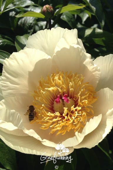 Peony 'Early Glow'
