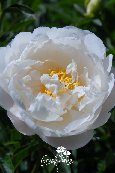 Pfingstrose 'Miss America'