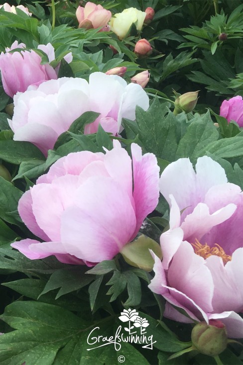 Peony 'First Arrival'